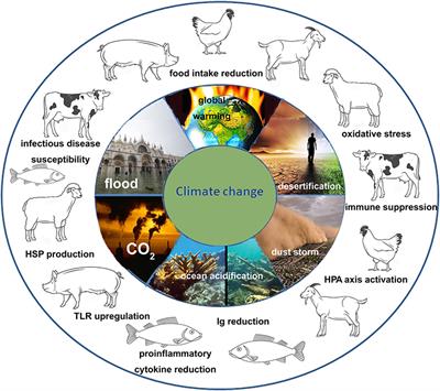 Floods, Hurricanes, and Other Catastrophes: A Challenge for the Immune System of Livestock and Other Animals